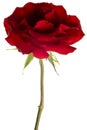 Red rose closeup isolated on white background Royalty Free Stock Photo