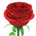 Red rose closeup isolated on white background. Royalty Free Stock Photo