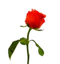 Red rose closeup isolated on white background. Royalty Free Stock Photo