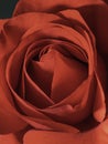 Red rose closeup. Lines and shapes. Lights and shadows