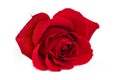 a red rose closeup Royalty Free Stock Photo