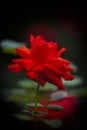 A red rose in closeup style Royalty Free Stock Photo