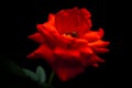 A red rose in closeup style Royalty Free Stock Photo