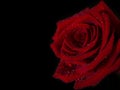 Red Rose closeup with water droplets on petals against black background Royalty Free Stock Photo
