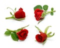 Red rose collection with leaves isolated on white background Royalty Free Stock Photo