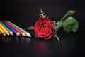 Red rose and colored pencil Royalty Free Stock Photo