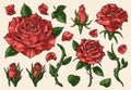 Red rose colorful set elements