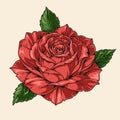 Red rose colorful vintage logotype