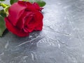 Red rose on concrete background vintage, card Royalty Free Stock Photo