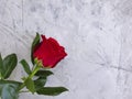 Red rose on concrete background vintage, vintage card present