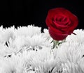 Red rose contrast in white bouget Royalty Free Stock Photo