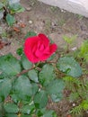 Red rose convey some feelings such as courage and respect