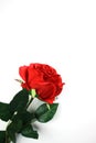 Red Rose Corner with White Background Royalty Free Stock Photo