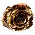 Red rose covered with golden paint Royalty Free Stock Photo