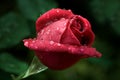 Red rose covered in morning dew drops Royalty Free Stock Photo