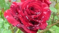 Red rose covered with shining water rain dew drops on blurred green background. Summer outdoor garden flower.