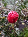 A red rose is covered with snow and drops of moisture. Green leaves under the snow on the back blurred background Royalty Free Stock Photo