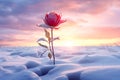 Red rose covered with snow. Flower bud close-up at the beginning of winter