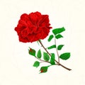 Red rose cracks in the porcelain vintage vector Royalty Free Stock Photo