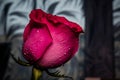 Red rose on a crystal tray with water droplets. Flower of love. Royalty Free Stock Photo