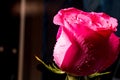 Red rose on a crystal tray with water droplets. Flower of love. Royalty Free Stock Photo