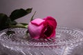 Red rose on a crystal tray with water droplets. Flower of love. Royalty Free Stock Photo