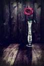 Red Rose in Crystal Vase - Rustic Royalty Free Stock Photo
