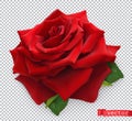Red Rose. 3d realistic vector object Royalty Free Stock Photo