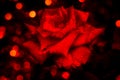 Red rose on a dark background