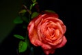 Red rose on dark background