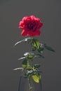 Red rose on a dark background. Flower in a glass vase. Royalty Free Stock Photo