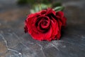 Red rose on dark background. Place for text. Copy space.