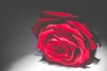 Red rose from dark - black and white single flower colored Royalty Free Stock Photo