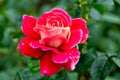 red rose dark green background close-up roses garden Royalty Free Stock Photo