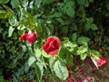 Red rose with green leaf background Royalty Free Stock Photo