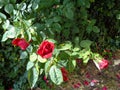 Red rose with green leaf background Royalty Free Stock Photo