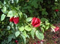 Red rose withgreen leaf background Royalty Free Stock Photo