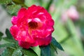 Red rose detail on blurred background Royalty Free Stock Photo