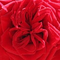 Red rose detail Royalty Free Stock Photo