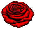 Red rose. Detailed drawing on a white background Royalty Free Stock Photo