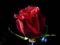 Red rose with dew Royalty Free Stock Photo