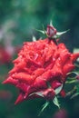 Red rose in the dew close-up, Photo with shallow depth of field, flower garden, Royalty Free Stock Photo
