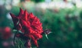 Red rose in the dew close-up, Photo with shallow depth of field, flower garden, Royalty Free Stock Photo