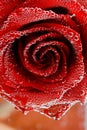 Red rose with dew drops on a black background. Preparation of postcards