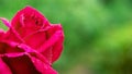 Red rose with dew drops on blurred background, copy space Royalty Free Stock Photo