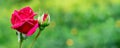 Red rose with dew drops on blurred background, copy space Royalty Free Stock Photo