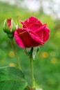 Red rose with dew drops on blurred background, copy space Royalty Free Stock Photo