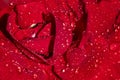 Red rose dew drops close up petals Royalty Free Stock Photo