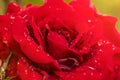 red rose dew drops close up petals Royalty Free Stock Photo