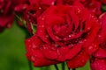 Red rose dew drops close up petals Royalty Free Stock Photo